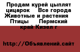 Продам курей цыплят,цицарок. - Все города Животные и растения » Птицы   . Пермский край,Кизел г.